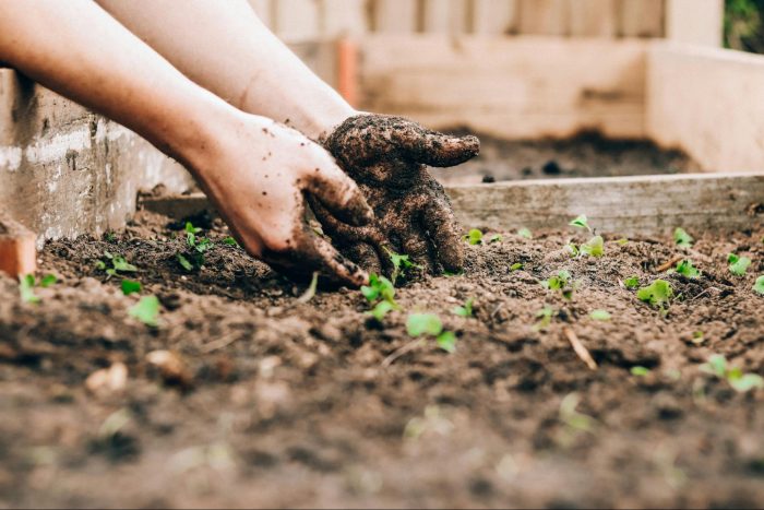 Hands covered in soil gently tend to small green seedlings in a garden bed. The scene conveys nurturing and calmness, highlighting gardening.